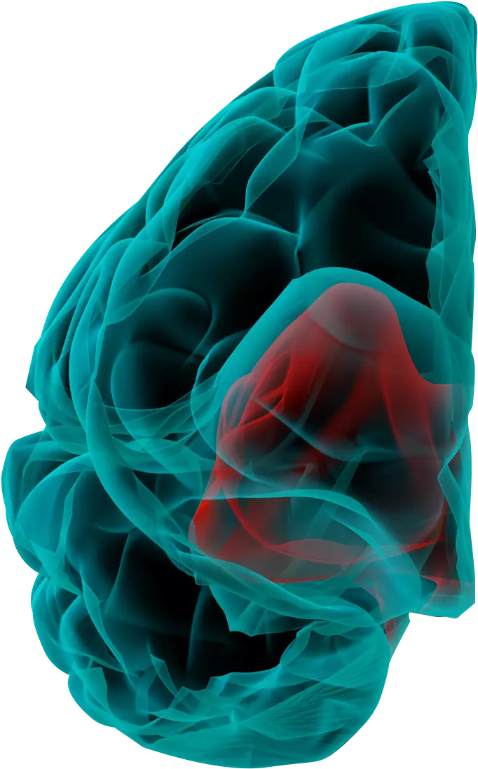 Brain left hand side