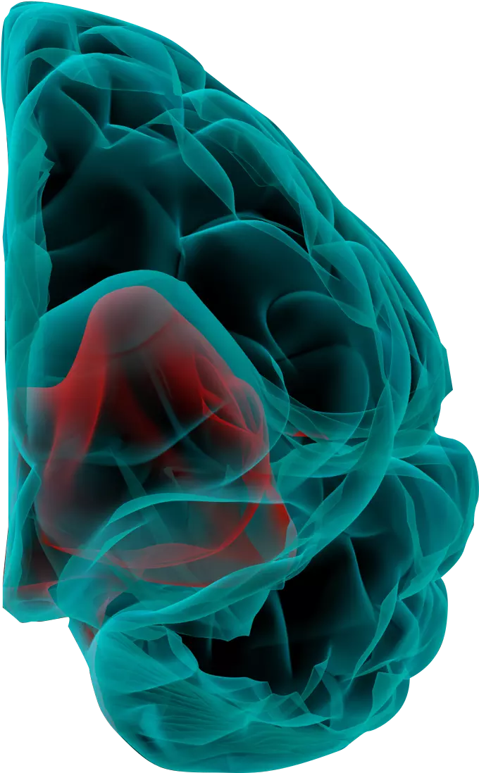 Brain right hand side